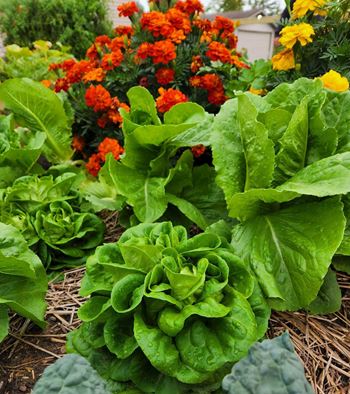 Community garden
